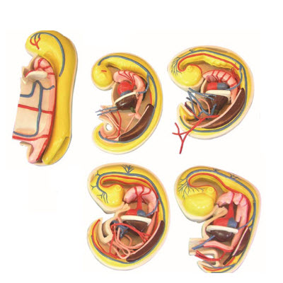 消化、呼吸、泌尿生殖、體腔的發(fā)生解剖示教模型 YJ/ZZ2017